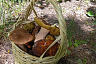 Саратовец на Кумысной поляне нашел килограммовый белый гриб